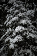 fir and snow in a forest during winter