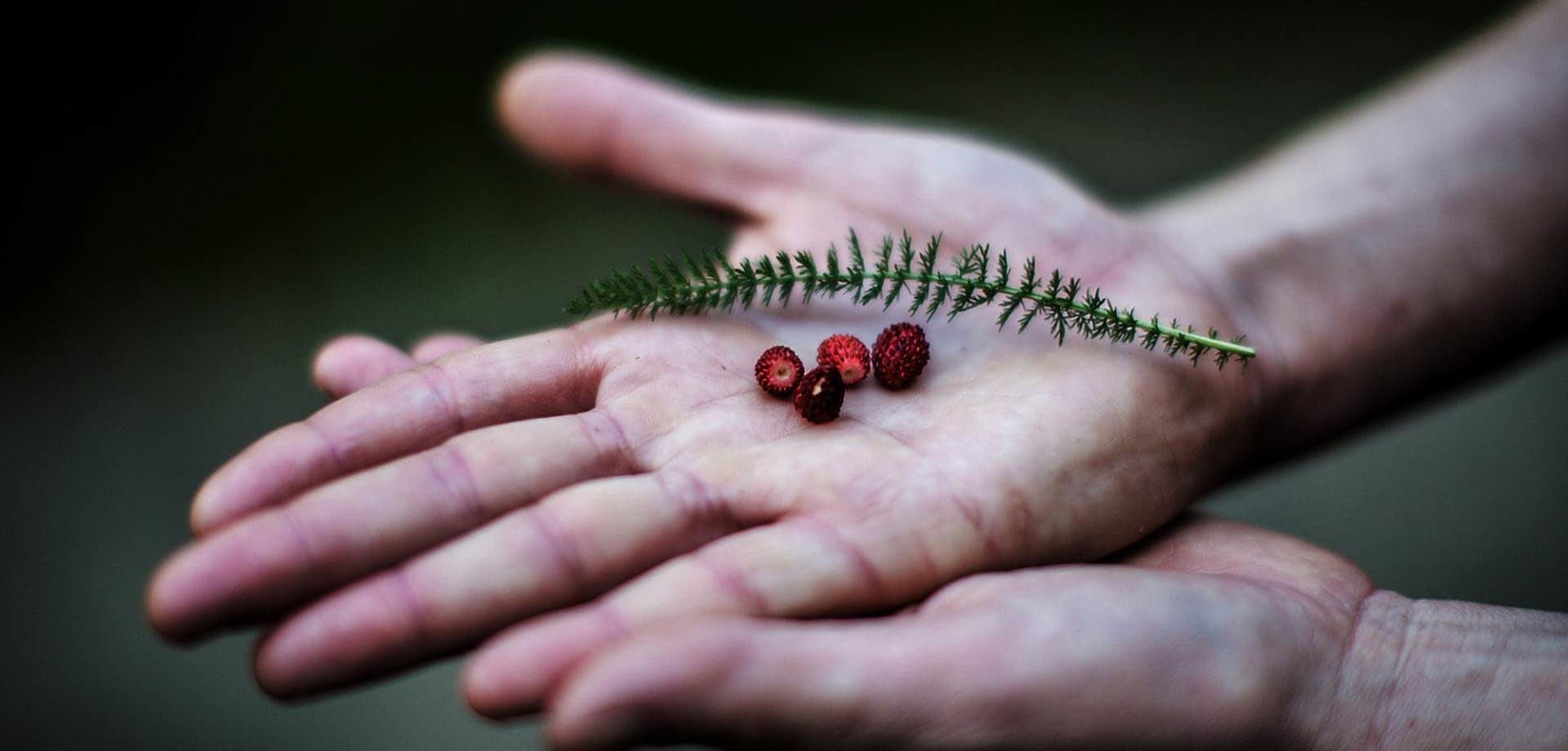 Des fruits des bois au coeur de la main, respect de la nature