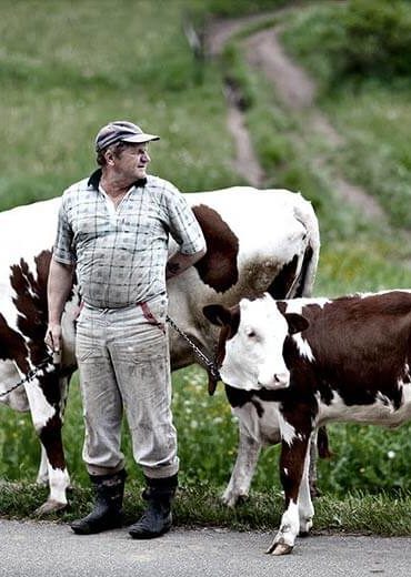 French high quality meat breeder with 2 cows