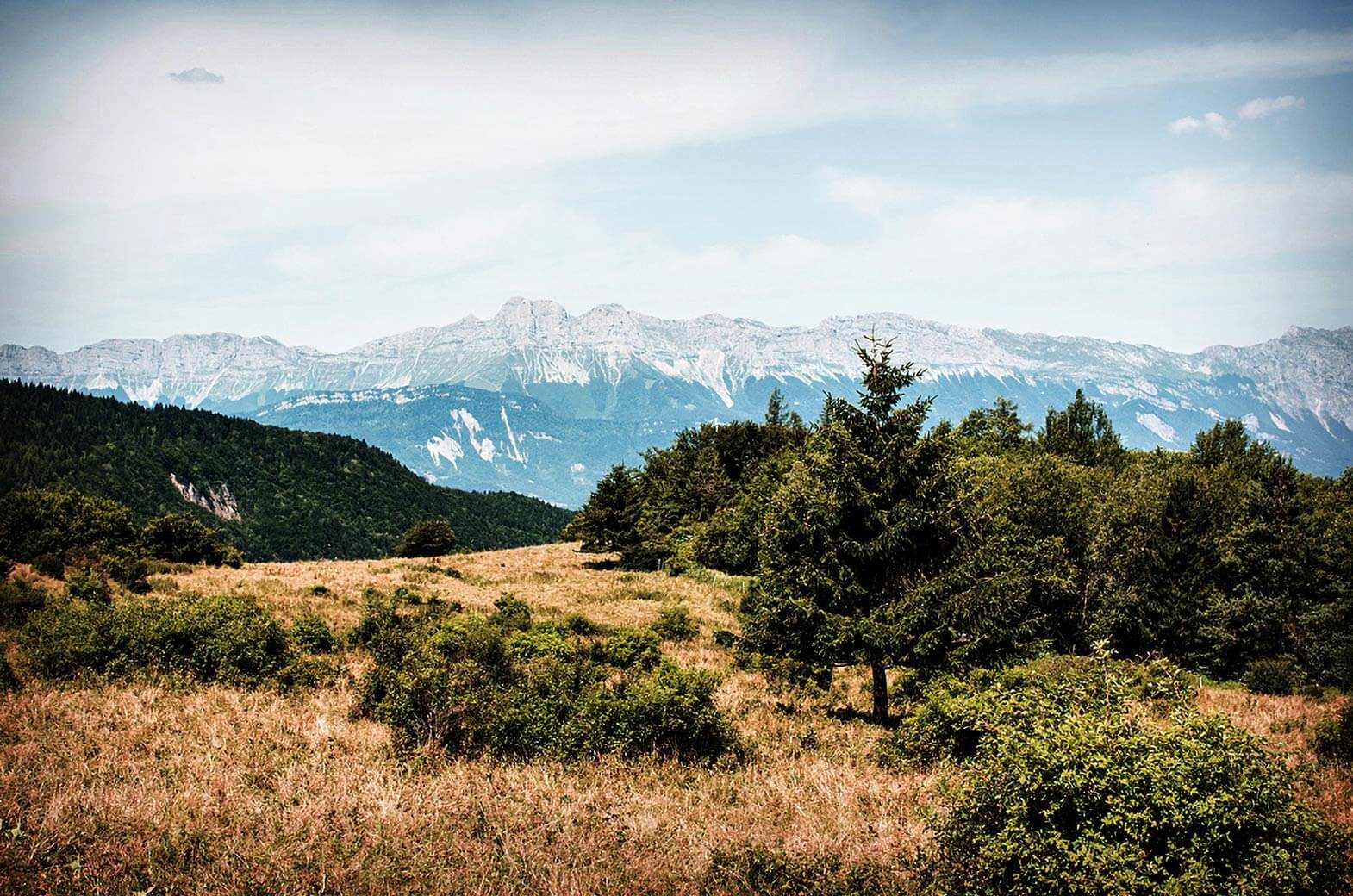 mountains and firs near Uriage les bains