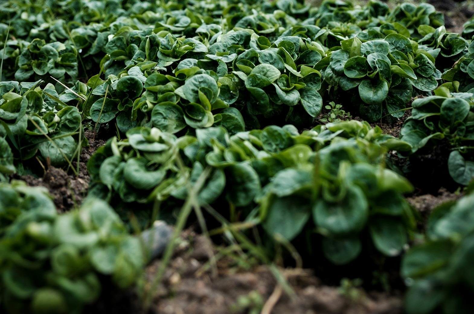 Potager et permaculture à la Maison Aribert à Uriage les bains