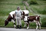 éleveur français de viande bovine de qualité